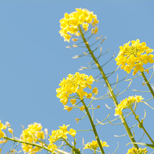 春休みバイキングプラン