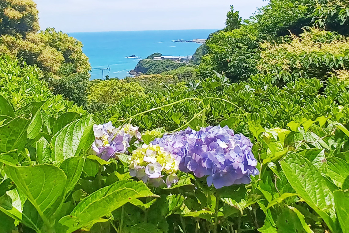魚見塚展望台のあじさいのイメージ写真です。