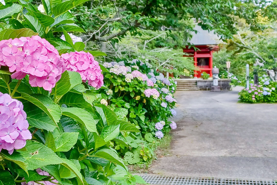 あじさいのイメージ写真です。