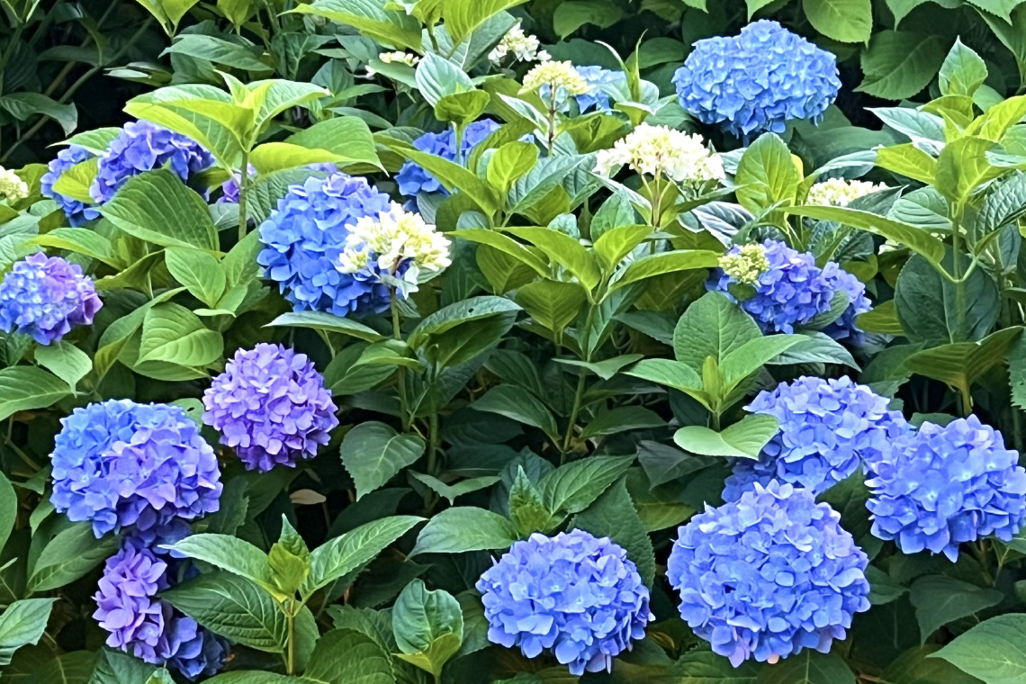 あじさいのイメージ写真です。