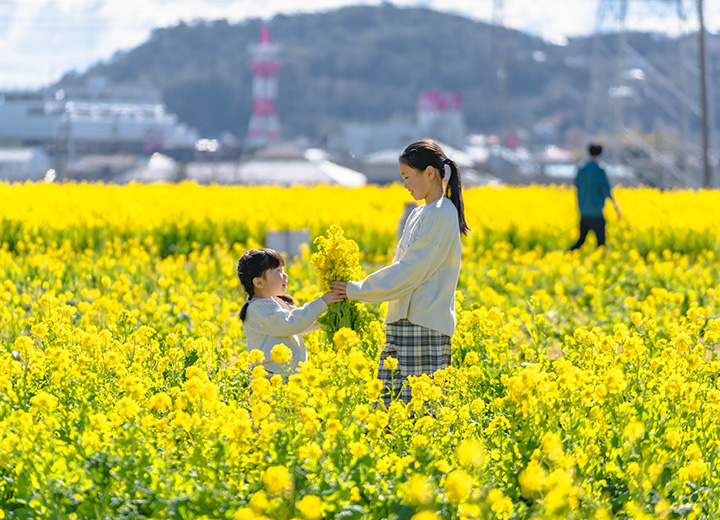 菜な畑ロードのイメージ写真