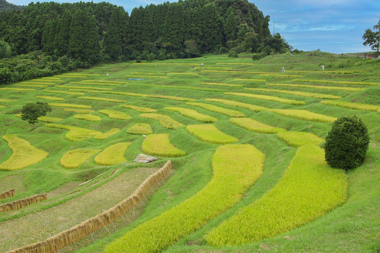 大山千枚田