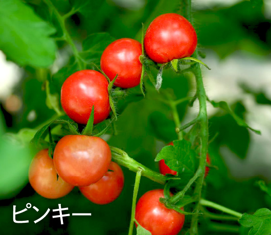 ミニトマトの品種「ピンキー」のイメージ写真