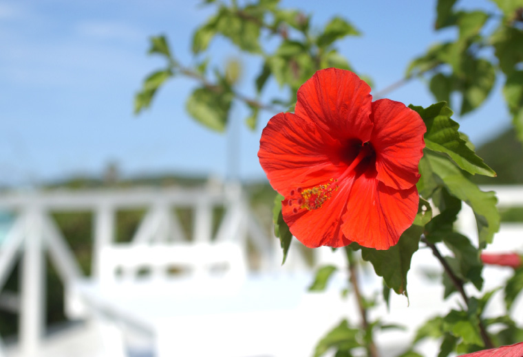 ホテル西長門リゾート周辺で咲いているハイビスカスの花のイメージ写真です。