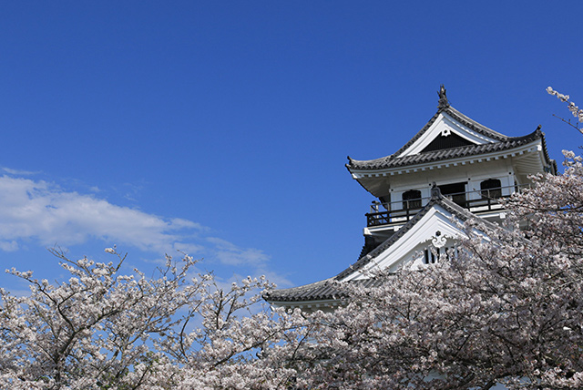 館山城と桜の写真です。